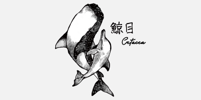 關於鯨目名稱的由來